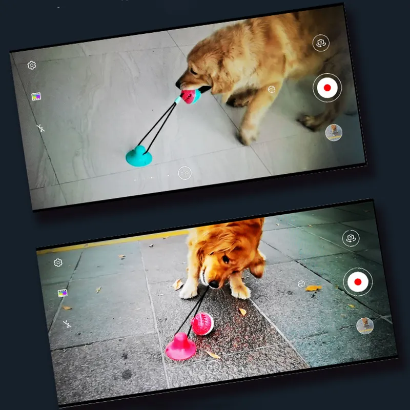 Interactive Suction Cup Dog Toy – Teeth Cleaning, Tug Training & Anxiety Relief