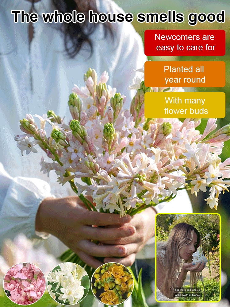 Breathtaking French Perfume Tuberose | Deer Proof Heirloom Bulbs | Effortless Blooms 🌸✨