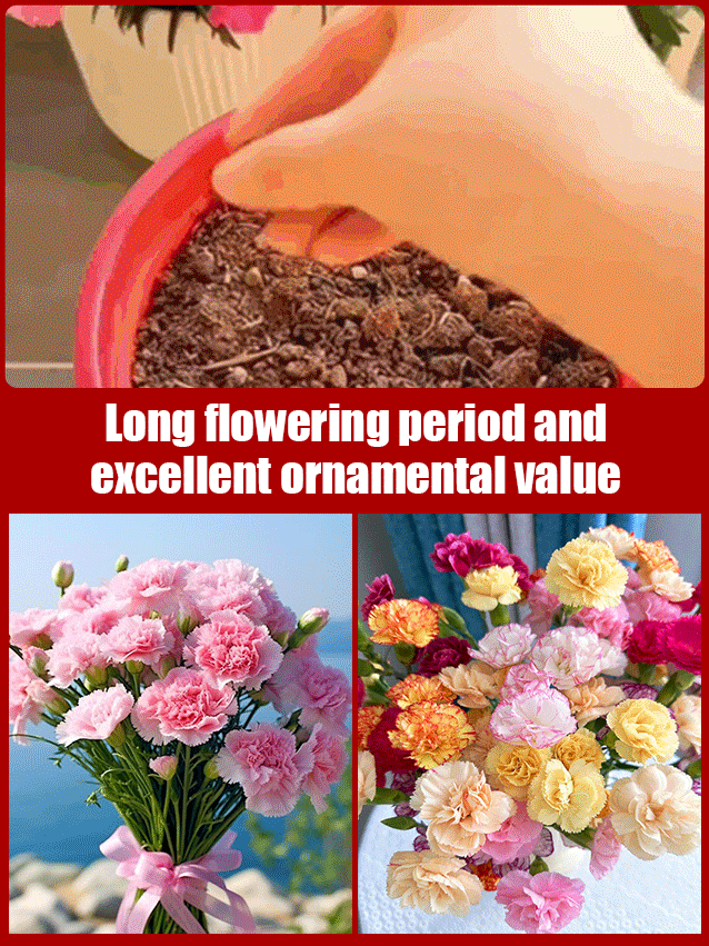 【Four Seasons Meeting】Everbloom DoubleCarnation Seeds | Year Round Flowering | Beginner Friendly 🌸🌿