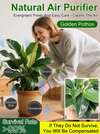 Golden Philodendron | Natural Air Purifier for Allergies and Odors | Self Watering Pot Included 🌿🌱