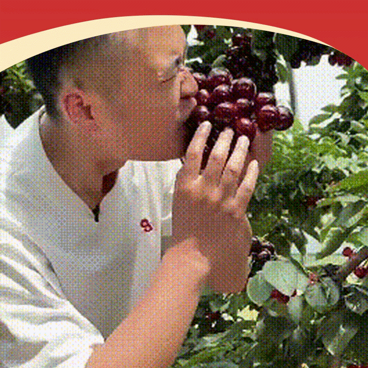 【🍒 Cherries the size of ping-pong balls can be harvested in just four months】🚀NASA& Harvard Engineered: Self-Pollinating Cherry Seeds