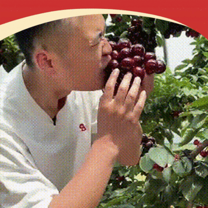 【🍒 Cherries the size of ping-pong balls can be harvested in just four months】🚀NASA& Harvard Engineered: Self-Pollinating Cherry Seeds