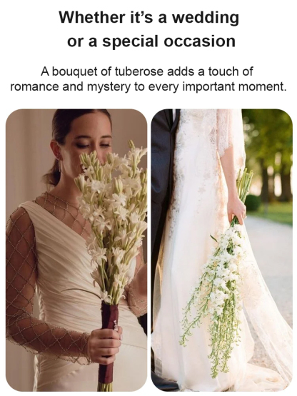 Breathtaking French Perfume Tuberose | Deer Proof Heirloom Bulbs | Effortless Blooms 🌸✨