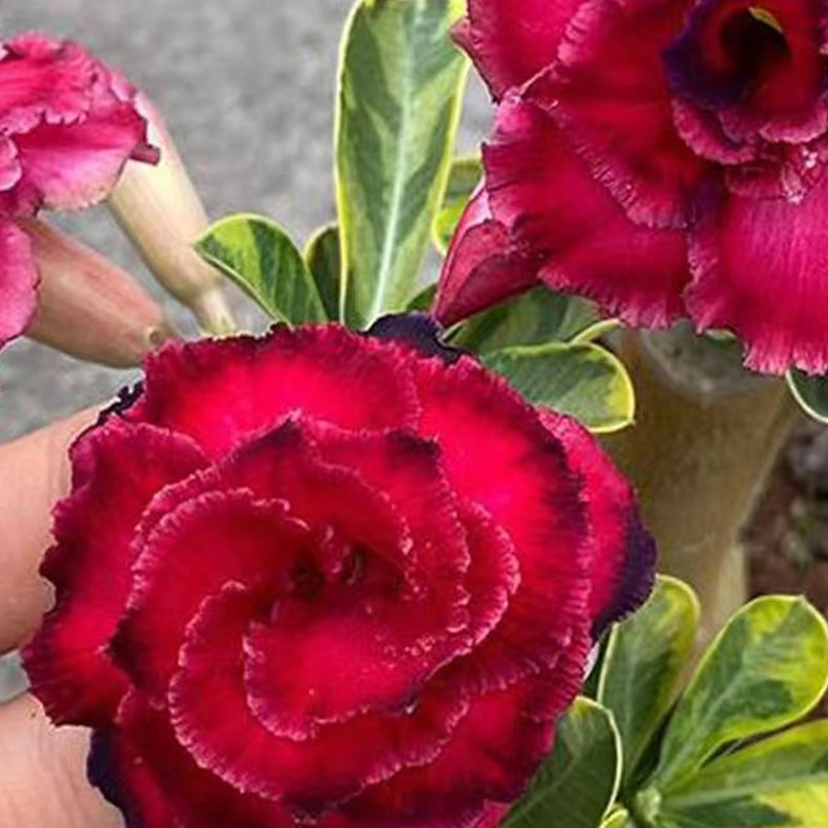 【Repeated flowering every year】 Premium Desert Queen Floral Bulb - 2 Year Mature - Zero Maintenance - Lasting Fragrance