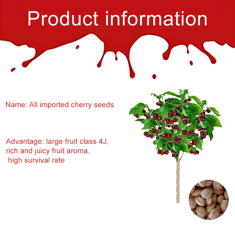 【🍒 Cherries the size of ping-pong balls can be harvested in just four months】🚀NASA& Harvard Engineered: Self-Pollinating Cherry Seeds
