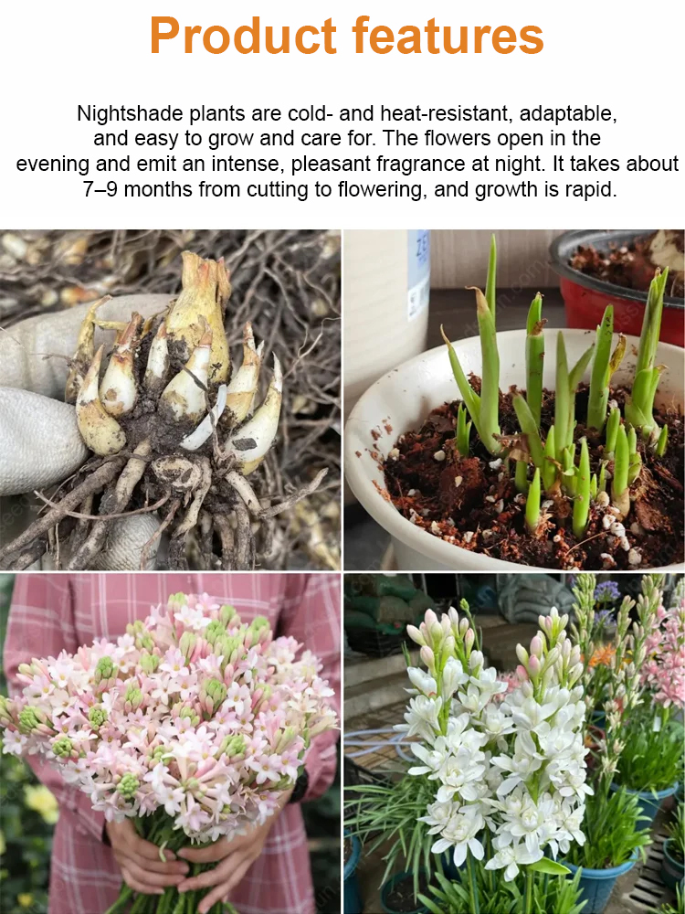 Breathtaking French Perfume Tuberose | Deer Proof Heirloom Bulbs | Effortless Blooms 🌸✨