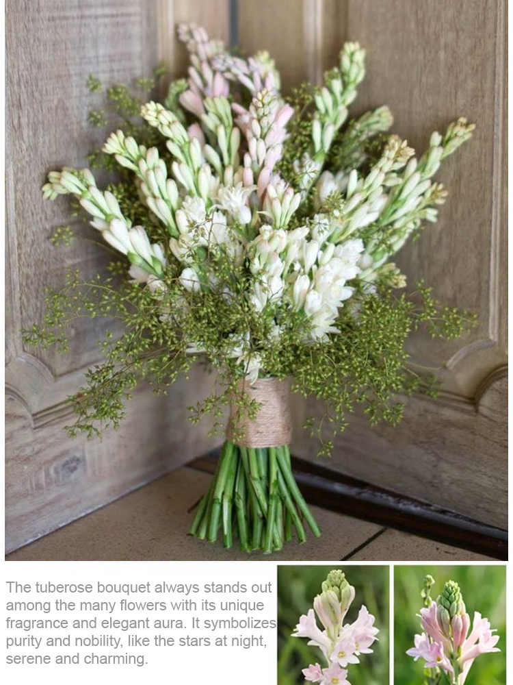 Breathtaking French Perfume Tuberose | Deer Proof Heirloom Bulbs | Effortless Blooms 🌸✨