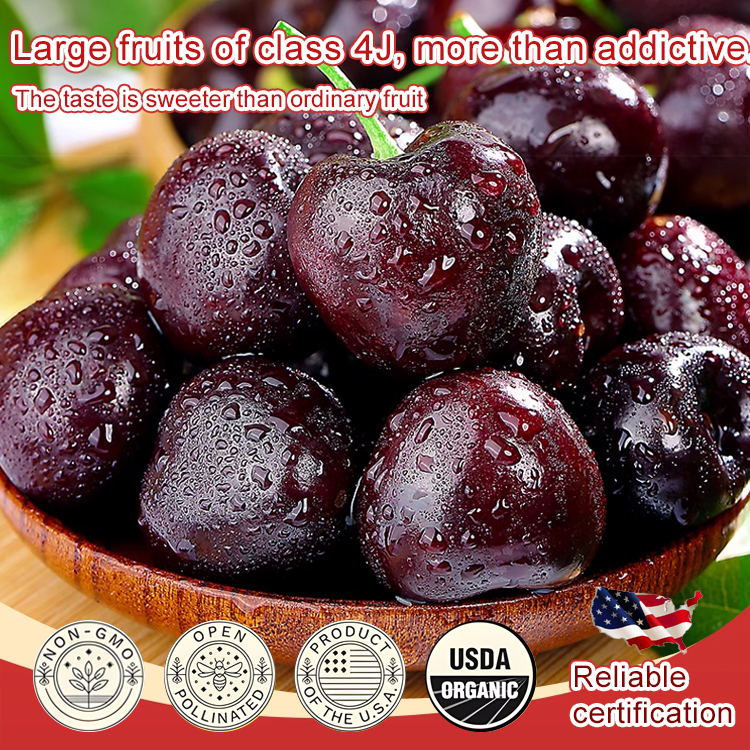 【🍒 Cherries the size of ping-pong balls can be harvested in just four months】🚀NASA& Harvard Engineered: Self-Pollinating Cherry Seeds