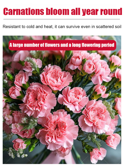 【Four Seasons Meeting】Everbloom DoubleCarnation Seeds | Year Round Flowering | Beginner Friendly 🌸🌿