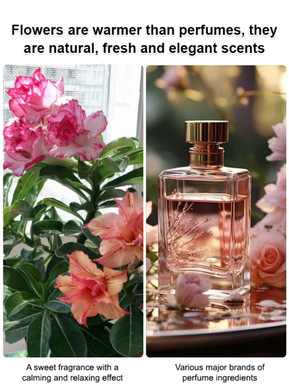 【Water and live for 100 years】 Desert Queen Rose | Low Maintenance Bloom with Luxury Scent and Air Purifying Powers 🌹✨