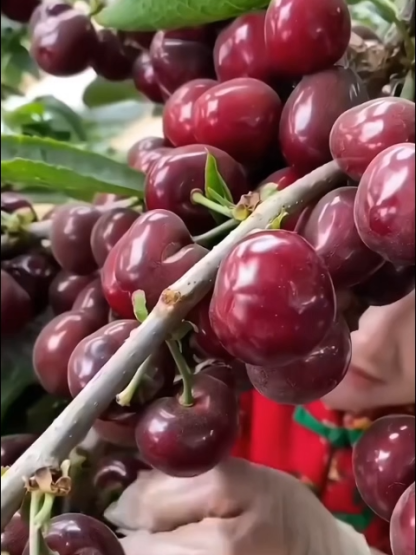 【98% Survival Rate】Premium Giant Cherry Seeds 🍒| First Year Harvest | Ping Pong Size | Self Pollinating 🌳