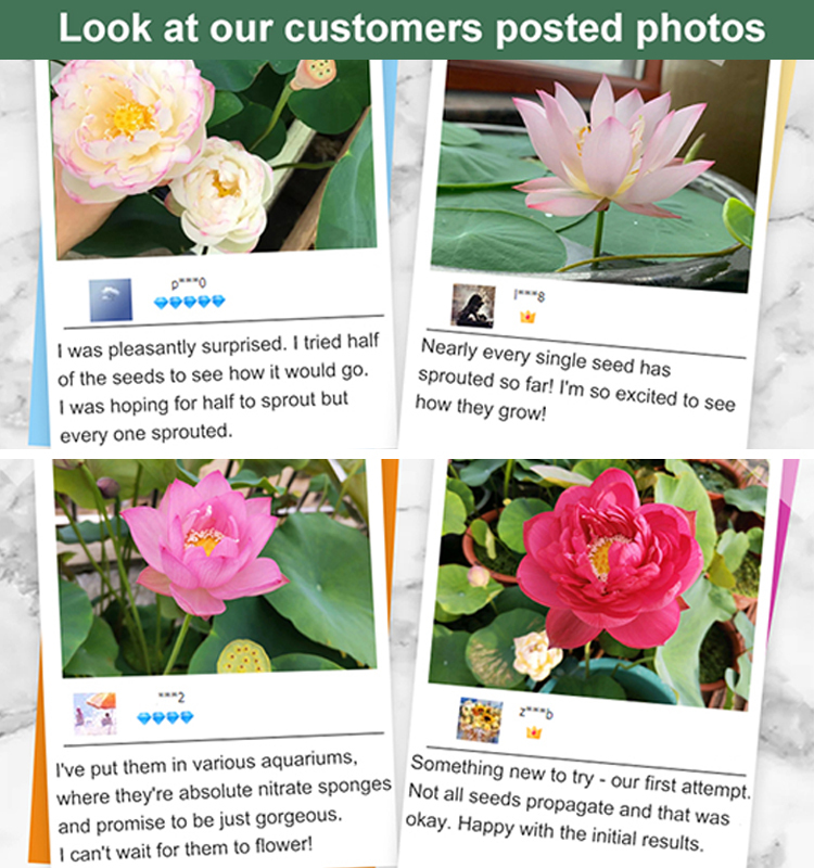 ⭐Easy Grow Hydroponic Lotus Seeds Pre-Cut High Germination Multi-Color Beautiful Home Decor⭐