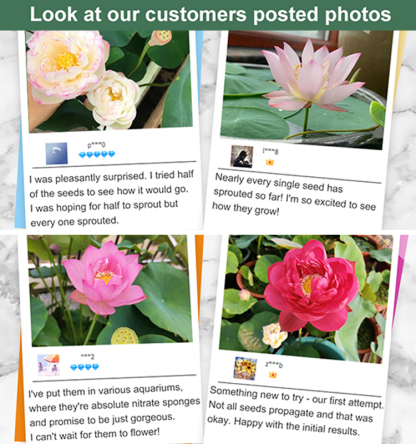 ⭐Easy Grow Hydroponic Lotus Seeds Pre-Cut High Germination Multi-Color Beautiful Home Decor⭐