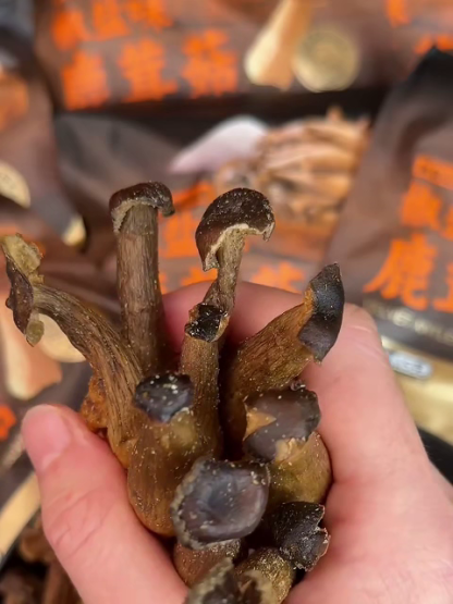 Zero Additive Low Fat Black Truffle Antler Mushroom Crispy Snack Wild Velvet Mushroom Crisps Gluten Free High Protein Healthy Snacking