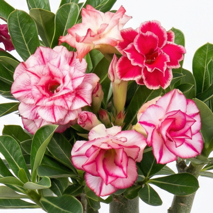 【Repeated flowering every year】 Premium Desert Queen Floral Bulb - 2 Year Mature - Zero Maintenance - Lasting Fragrance