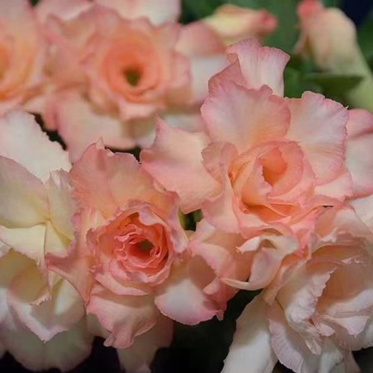 【Repeated flowering every year】 Premium Desert Queen Floral Bulb - 2 Year Mature - Zero Maintenance - Lasting Fragrance