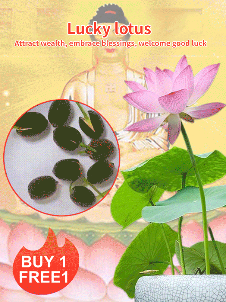Bonn Univ. Variety Micro Lotus Seeds ✨ Sprouts in 3 Days & Blooms in 15 Days ⏰ Hydroponic & Winter Hardy (-4°F) ✅ 100% Germination Guarantee