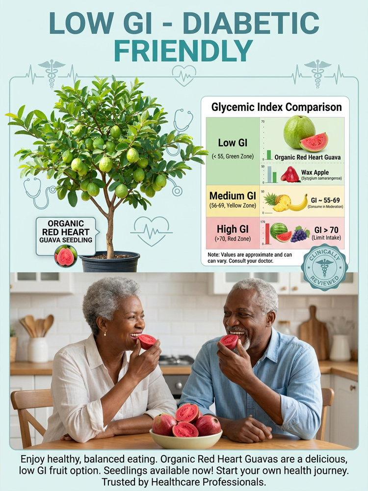  Rare Red Flesh Guava Tree🍒 | High Yield Balcony Pot Plant | DEFRA Safe | Organic Vitamin C Powerhouse 🪴