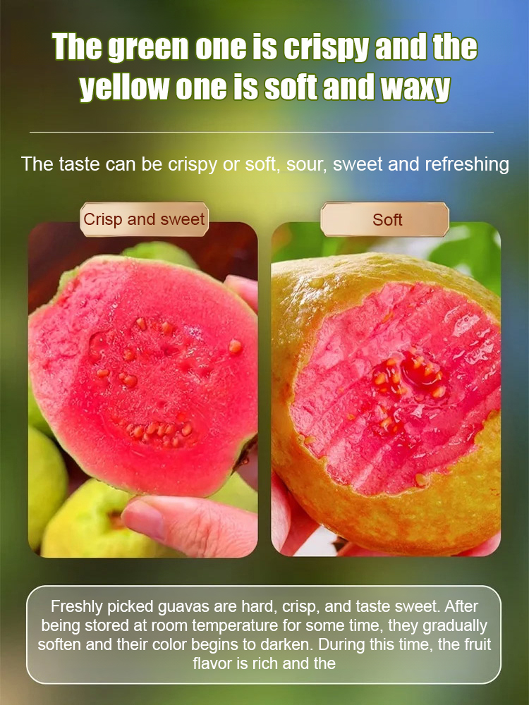 【Low fat, anti-three highs】 Premium Red Flesh Guava Tree Seedling 🪴 | Fast Growing Patio Fruit Plant |DEFRA Certified | Rich Vitamin C 🌿