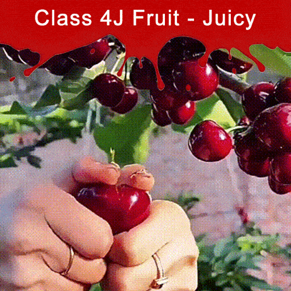 【🍒 Cherries the size of ping-pong balls can be harvested in just four months】🚀NASA& Harvard Engineered: Self-Pollinating Cherry Seeds