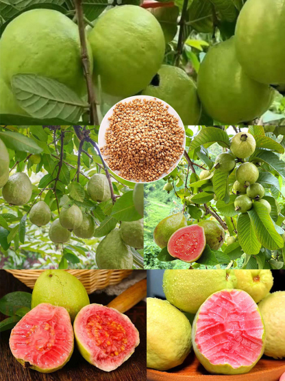 【Low fat, anti-three highs】 Premium Red Flesh Guava Tree Seedling 🪴 | Fast Growing Patio Fruit Plant |DEFRA Certified | Rich Vitamin C 🌿