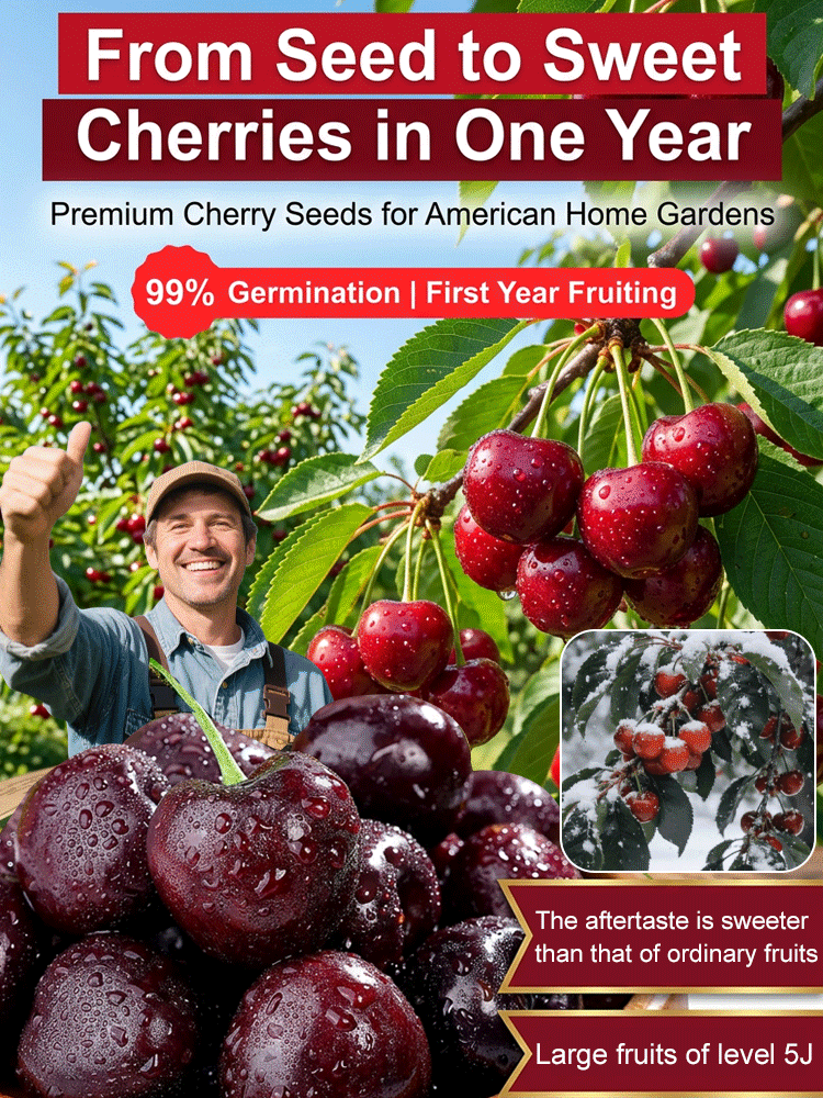 【98% Survival Rate】Premium Giant Cherry Seeds 🍒| First Year Harvest | Ping Pong Size | Self Pollinating 🌳