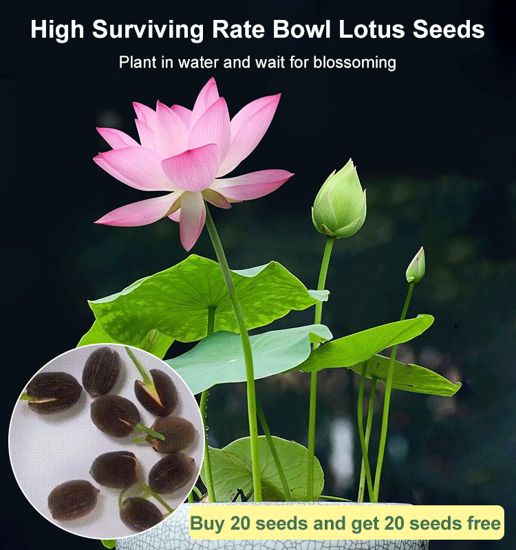⭐Easy Grow Hydroponic Lotus Seeds Pre-Cut High Germination Multi-Color Beautiful Home Decor⭐