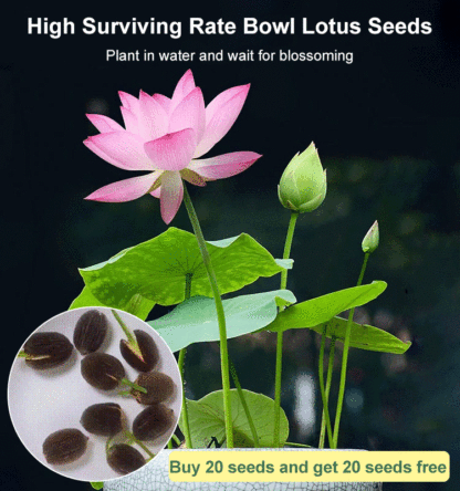 ⭐Easy Grow Hydroponic Lotus Seeds Pre-Cut High Germination Multi-Color Beautiful Home Decor⭐
