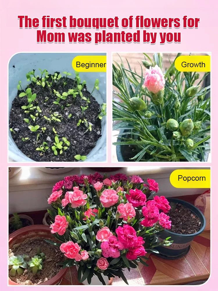 【Four Seasons Meeting】Everbloom DoubleCarnation Seeds | Year Round Flowering | Beginner Friendly 🌸🌿