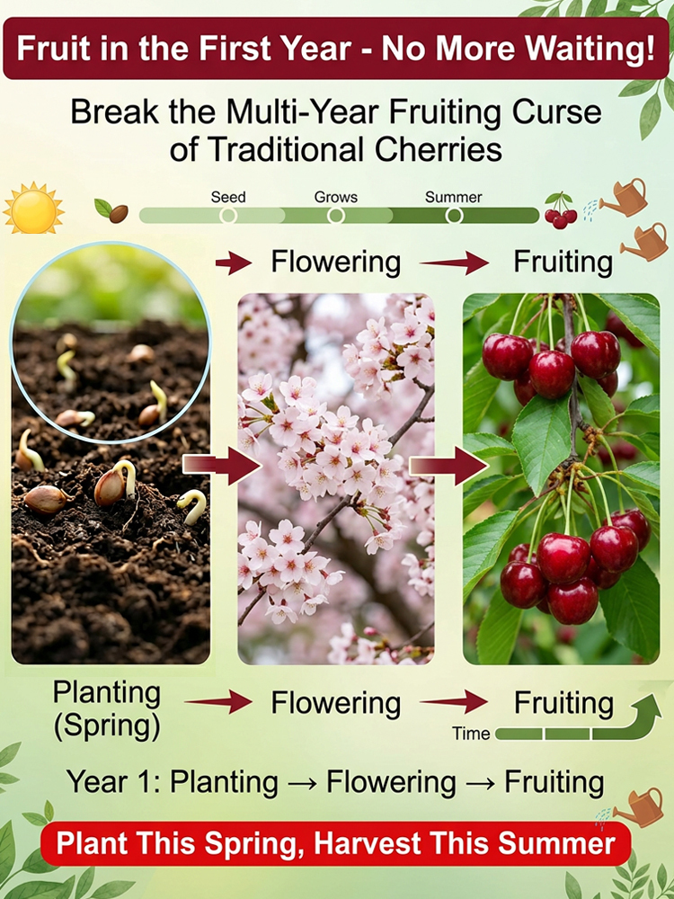 【98% Survival Rate】Premium Giant Cherry Seeds 🍒| First Year Harvest | Ping Pong Size | Self Pollinating 🌳