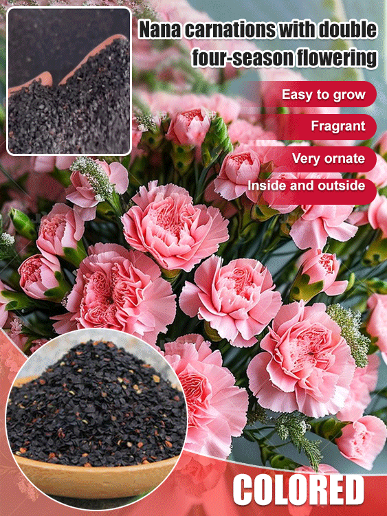 【Four Seasons Meeting】Everbloom DoubleCarnation Seeds | Year Round Flowering | Beginner Friendly 🌸🌿