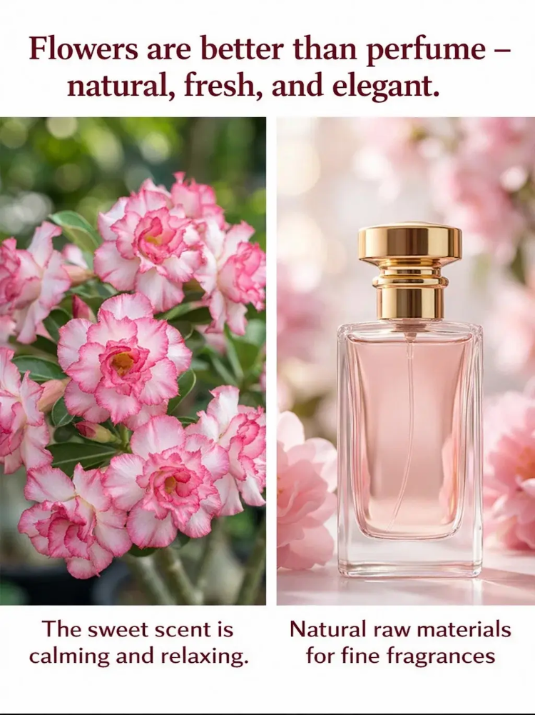 【Repeated flowering every year】 Premium Desert Queen Floral Bulb - 2 Year Mature - Zero Maintenance - Lasting Fragrance