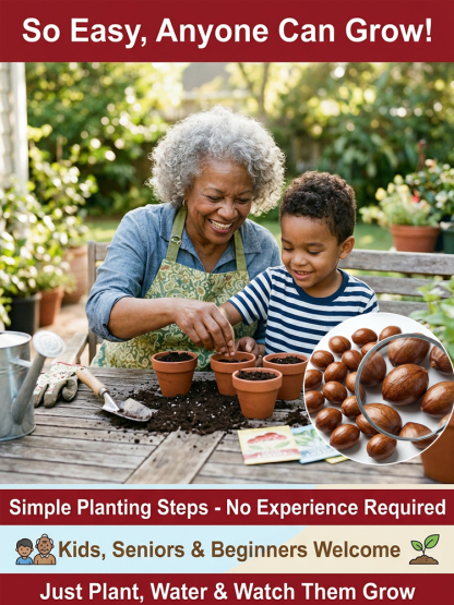 【98% Survival Rate】Premium Giant Cherry Seeds 🍒| First Year Harvest | Ping Pong Size | Self Pollinating 🌳