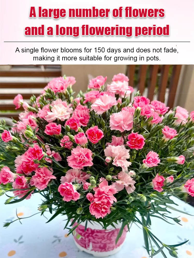 【Four Seasons Meeting】Everbloom DoubleCarnation Seeds | Year Round Flowering | Beginner Friendly 🌸🌿
