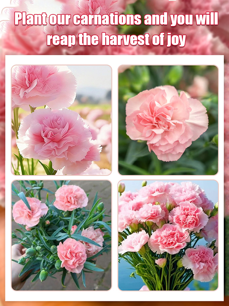 【Four Seasons Meeting】Everbloom DoubleCarnation Seeds | Year Round Flowering | Beginner Friendly 🌸🌿
