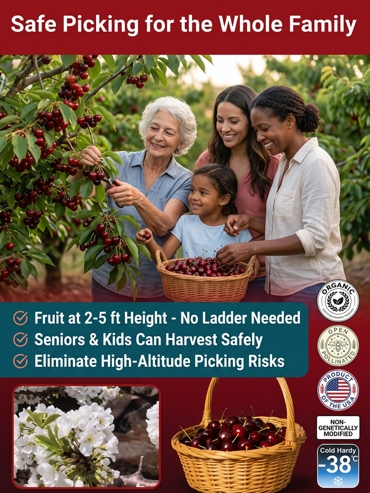 【98% Survival Rate】Premium Giant Cherry Seeds 🍒| First Year Harvest | Ping Pong Size | Self Pollinating 🌳