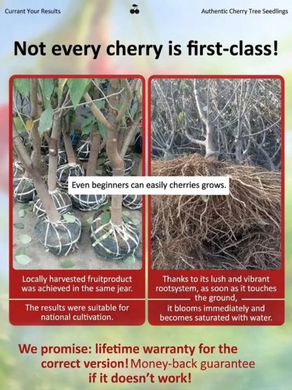 【No fruit, full refund】This cherry is a hybrid of Japan's finest Sato Nishiki variety and Washington's Bing cherry.