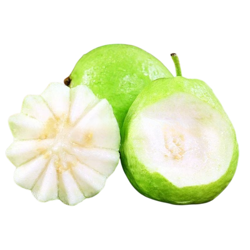 【Low fat, anti-three highs】 Premium Red Flesh Guava Tree Seedling 🪴 | Fast Growing Patio Fruit Plant |DEFRA Certified | Rich Vitamin C 🌿