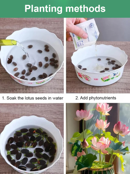 Bonn Univ. Variety Micro Lotus Seeds ✨ Sprouts in 3 Days & Blooms in 15 Days ⏰ Hydroponic & Winter Hardy (-4°F) ✅ 100% Germination Guarantee