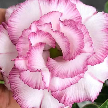 【Repeated flowering every year】 Premium Desert Queen Floral Bulb - 2 Year Mature - Zero Maintenance - Lasting Fragrance