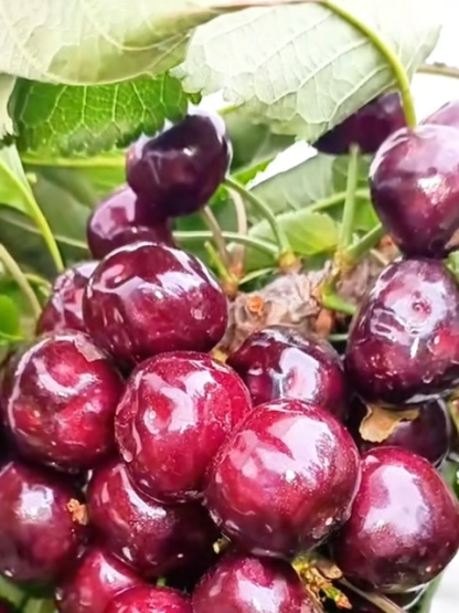 Premium Chilean Organic Dried Cherries | No Sugar Added | 48H Slow-Dried Soft Texture 🍒