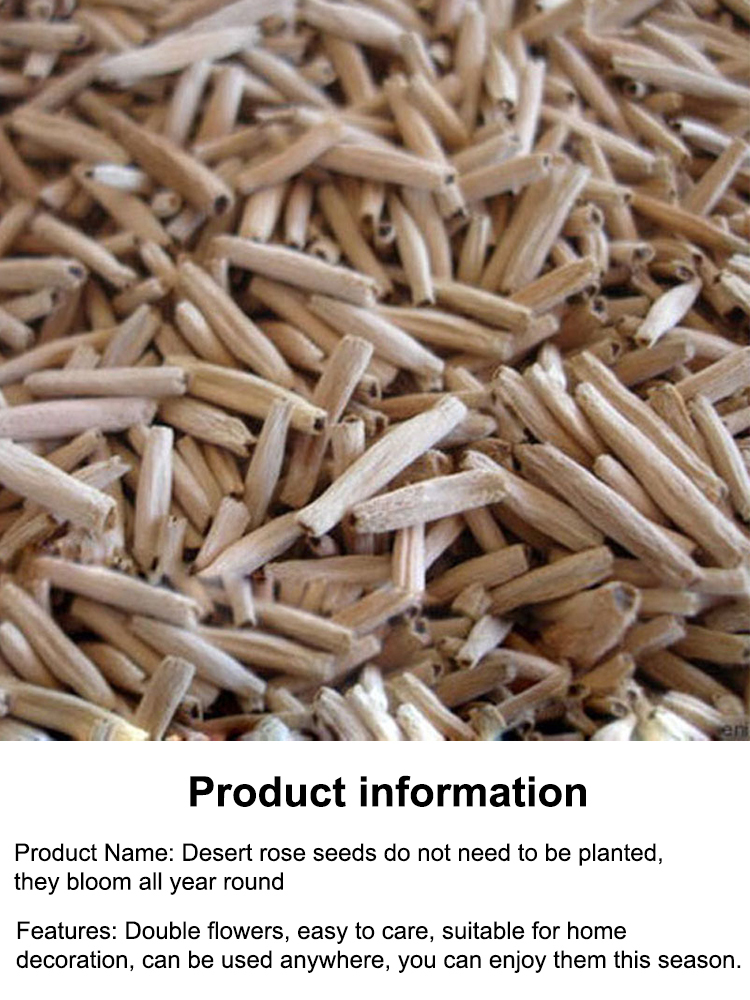 【Water and live for 100 years】 Desert Queen Rose | Low Maintenance Bloom with Luxury Scent and Air Purifying Powers 🌹✨