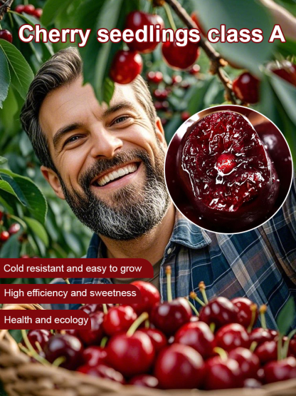 【No fruit, full refund】 This cherry is a hybrid of Japan's finest Sato Nishiki variety and Washington's Bing cherry.