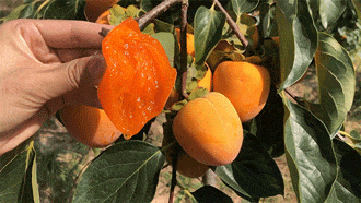 Farmhouse Frosted Dried Persimmon - Seasonal Limited Sweet Dried Fruit Snack