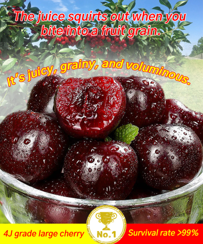 【No fruit, full refund】A Breakthrough by Yale University and the USDA! This cherry is a hybrid of Japan's finest Sato Nishiki variety and Washington's Bing cherry.
