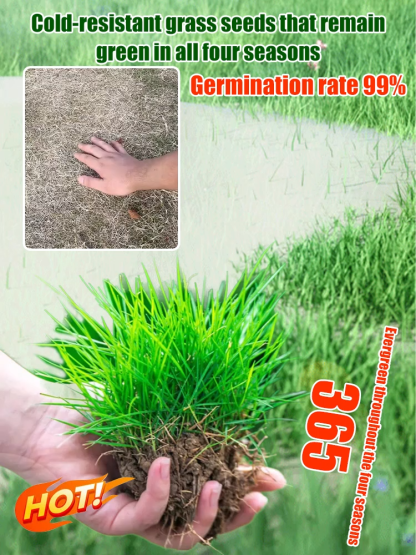 [99% Germination Rate] 【Dutch Technology 】High-Density Repair Formula！7-Day Germination Grass Seed – Limited Sale of Newest Improved Variety