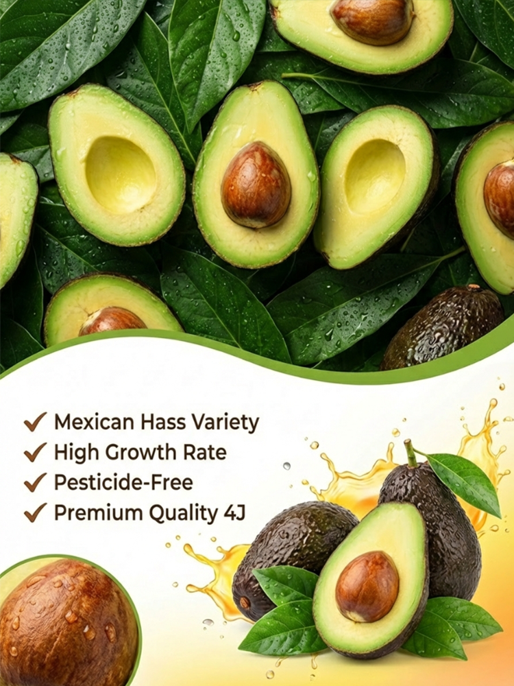 Variety Mexican Avocado Sapling (Fruits in First Year)