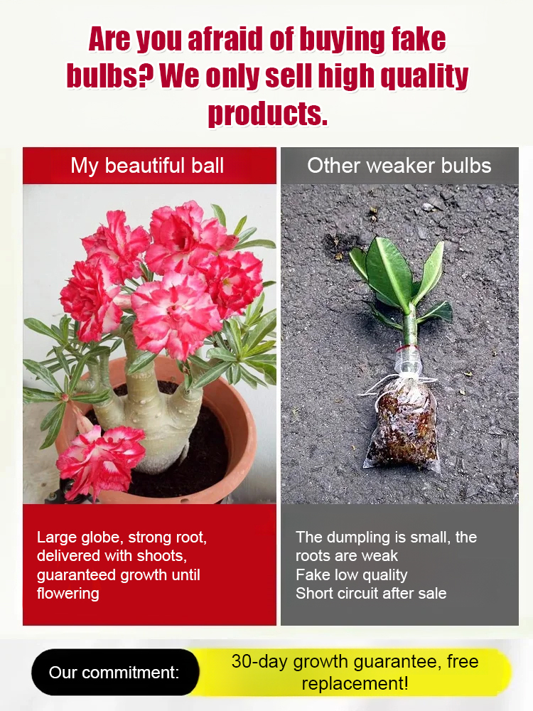 【The Queen of Flowers】Desert Rose bulbs. Blooms in temperatures from -20°C to 40°C. Plant once, blooms every year！