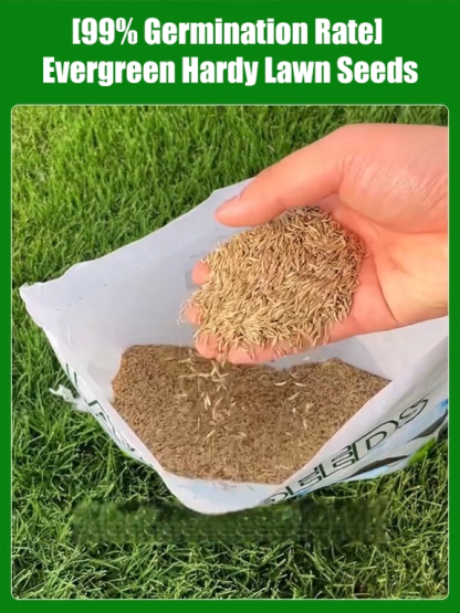 [99% Germination Rate] 【Dutch Technology 】High-Density Repair Formula！7-Day Germination Grass Seed – Limited Sale of Newest Improved Variety