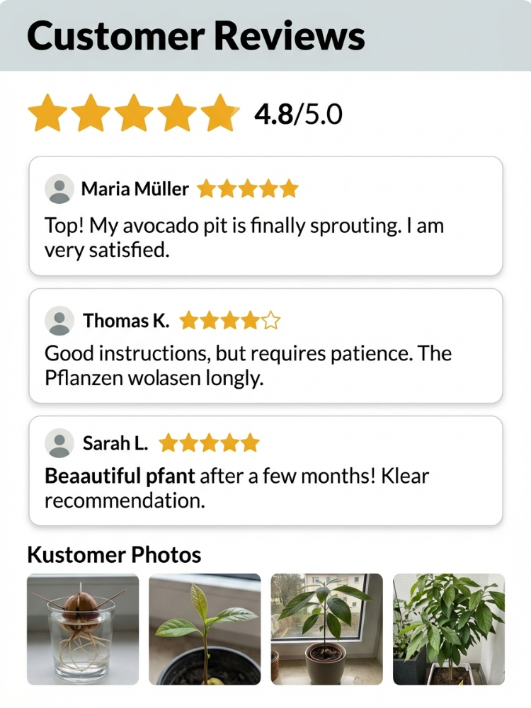 Variety Mexican Avocado Sapling (Fruits in First Year)